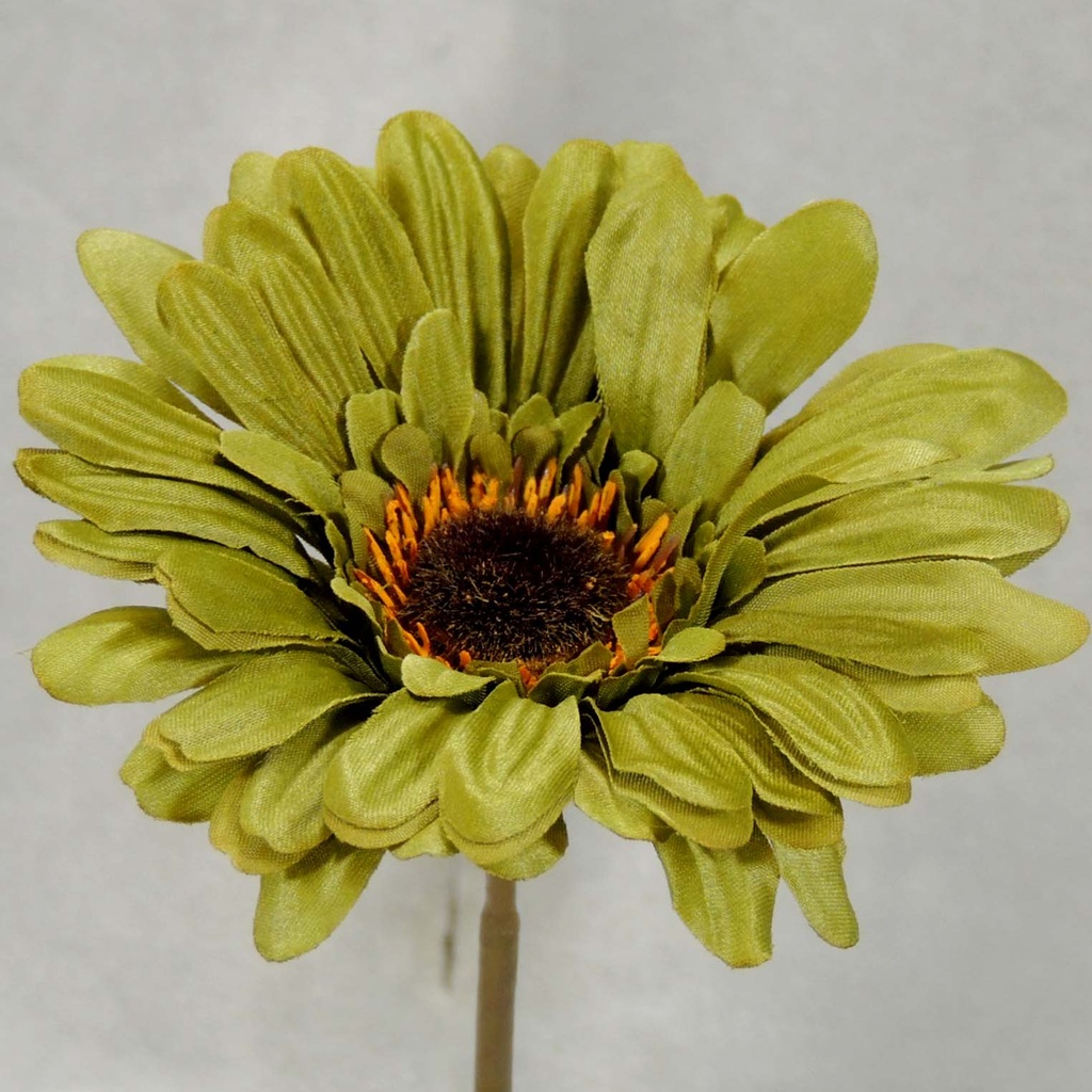 GERBERA SHORT STEM  GREEN