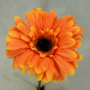 GERBERA SHORT STEM  ORANGE