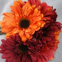 GERBERA BUNDLEx7 W/RAFFIA 9.25"  RED/BRICK/ORANGE