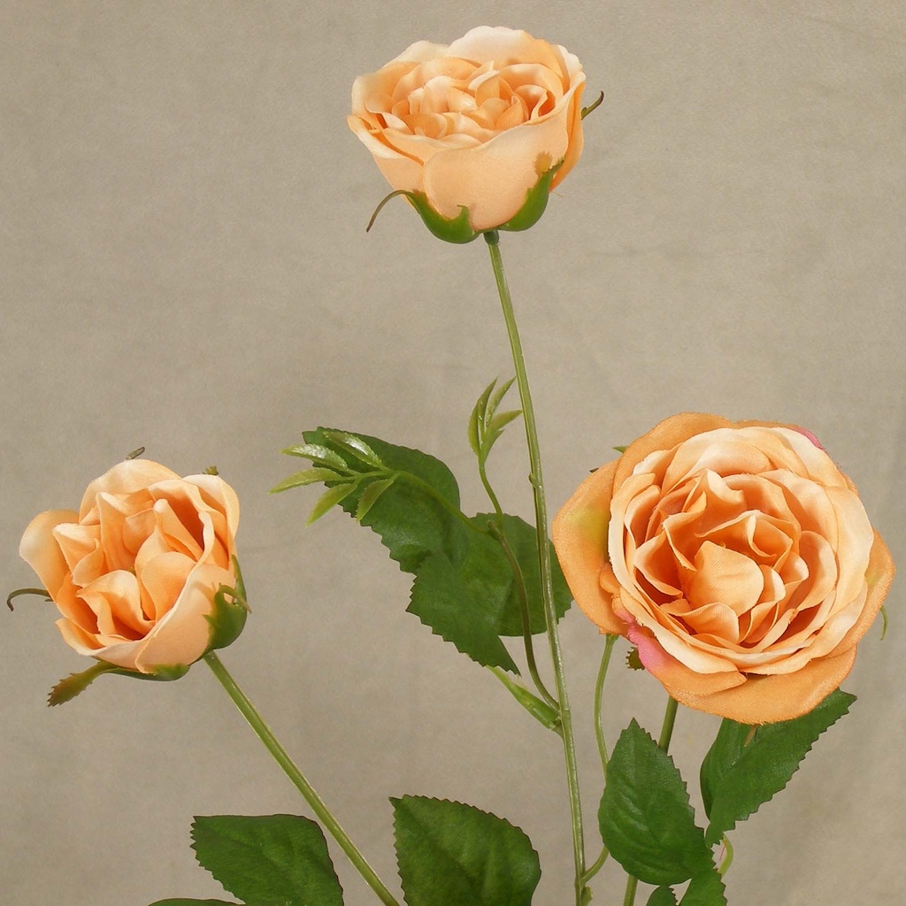 ROSE ENGLISH SPRAY X3  24"  PEACH