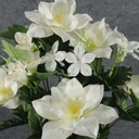 CLEMATIS/STEPHANOTIS BUSH X14