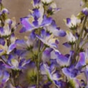 DELPHINIUM BUSH X5  PURPLE