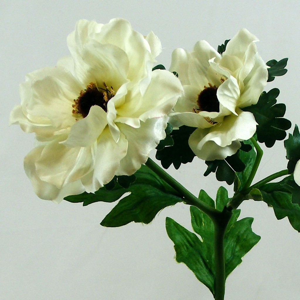 POPPY SPRAY X3 SATIN  CREAM (6/BAG)