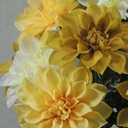 DAHLIA BUSH X12 17"  CREAM/GREEN/YELLOW