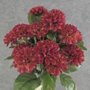 MUM (POM POM) BUSH X18  14"  BURGUNDY