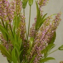 HEATHER SPRAYx3 (3/BUNDLE)30.5"