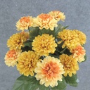 MUM (POM POM) BUSH X18  14&quot;  GOLDEN YELLOW