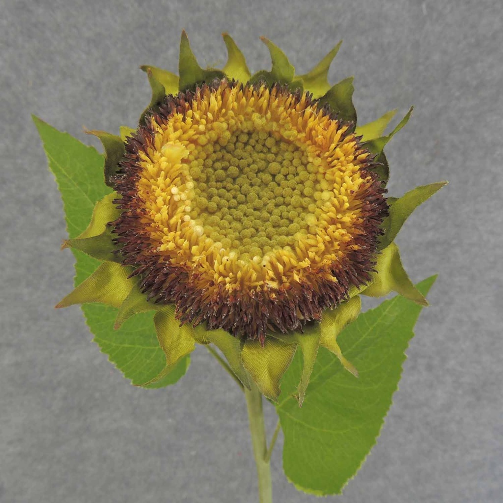 SUNFLOWER STEM 28" (NO PETALS)
