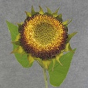 SUNFLOWER STEM 28" (NO PETALS)