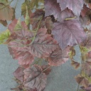 GRAPE IVY HANGER 39" 159 LVS BEETROOT