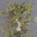 GRAPE IVY HANGER 18" 81 LVS FROSTED