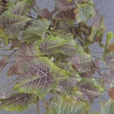 GRAPE IVY BUSH VINE 158 LVS FROSTED