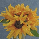 SUNFLOWER BUNDLE X5 10"