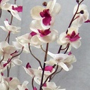 PHALAENOPSIS BUSH X5 MINI 27"  CREAM/PURPLE 