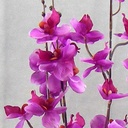 PHALAENOPSIS BUSH X5 MINI 27"  PURPLE