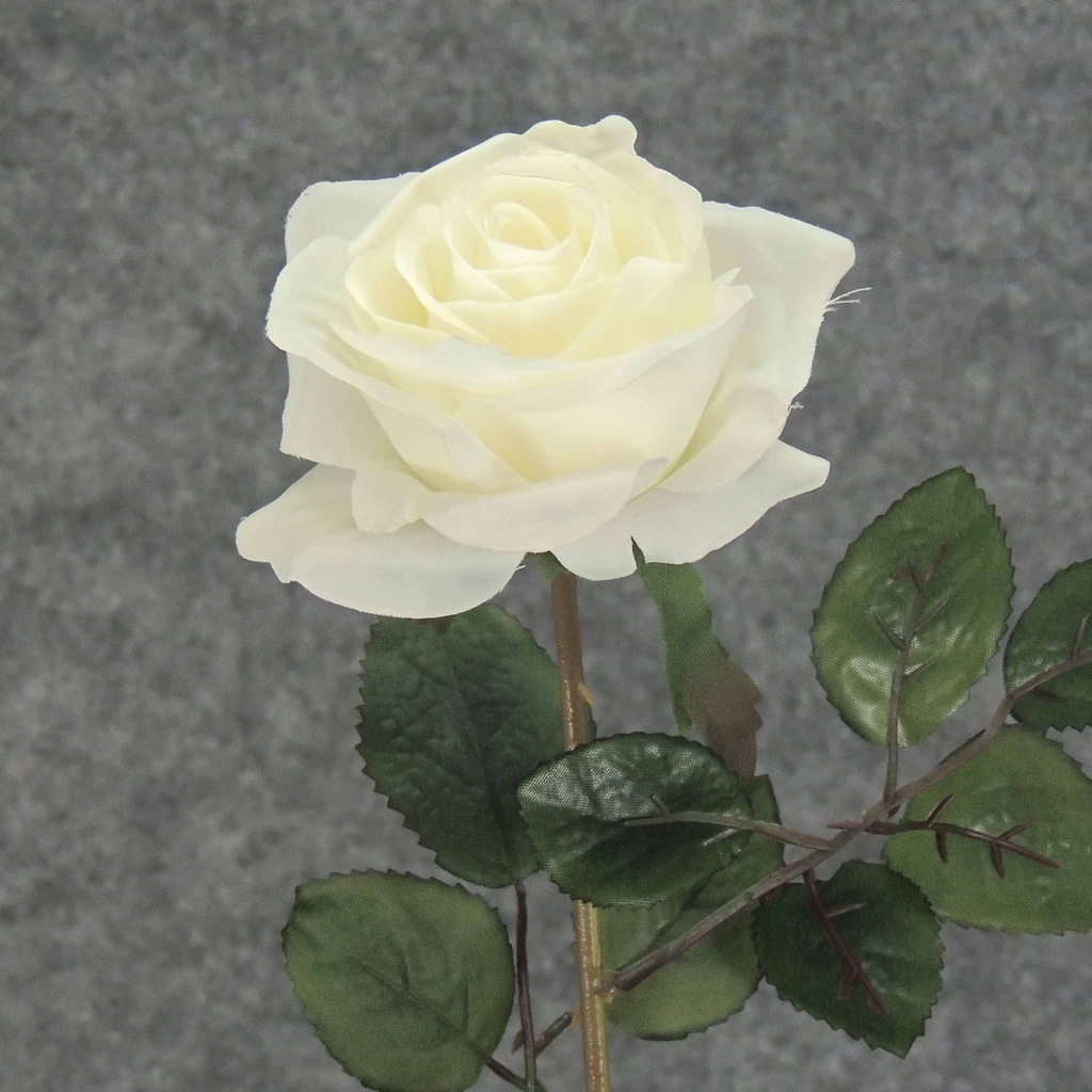 ROSE STEM  LARGE OPEN 26"  CREAM/WHITE