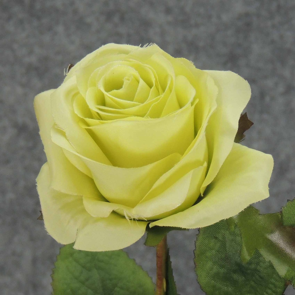 ROSE STEM  LARGE OPEN 26"  GREEN