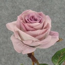 ROSE STEM  LARGE OPEN 26"  LAVENDER