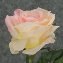 ROSE STEM  LARGE OPEN 26"  LIGHT PINK