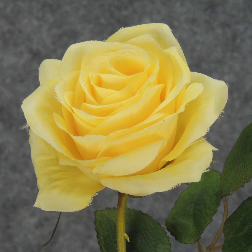 ROSE STEM  LARGE OPEN 26"  LIGHT YELLOW