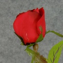 ROSE STEM LARGE BUD 26"  DARK RED