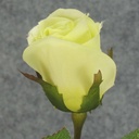 ROSE STEM LARGE BUD 26"  GREEN