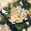 GARDENIA/STEPHAN 19"  BUSH X14