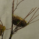 NEST 3.5&quot; IN 15&quot; TWIG BRANCHES 2-ASSORTED