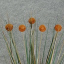 GRASS ONION FLKD BALL BUSH X5  BROWN