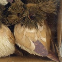 OWL 2.5&quot; SISAL (6/WINDOW BOX)  NATURAL