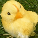 CHICK 4" SISAL   (2 STYLES) YELLOW