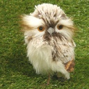 OWL 5" PAIR (2 OWLS/BAG) BROWN