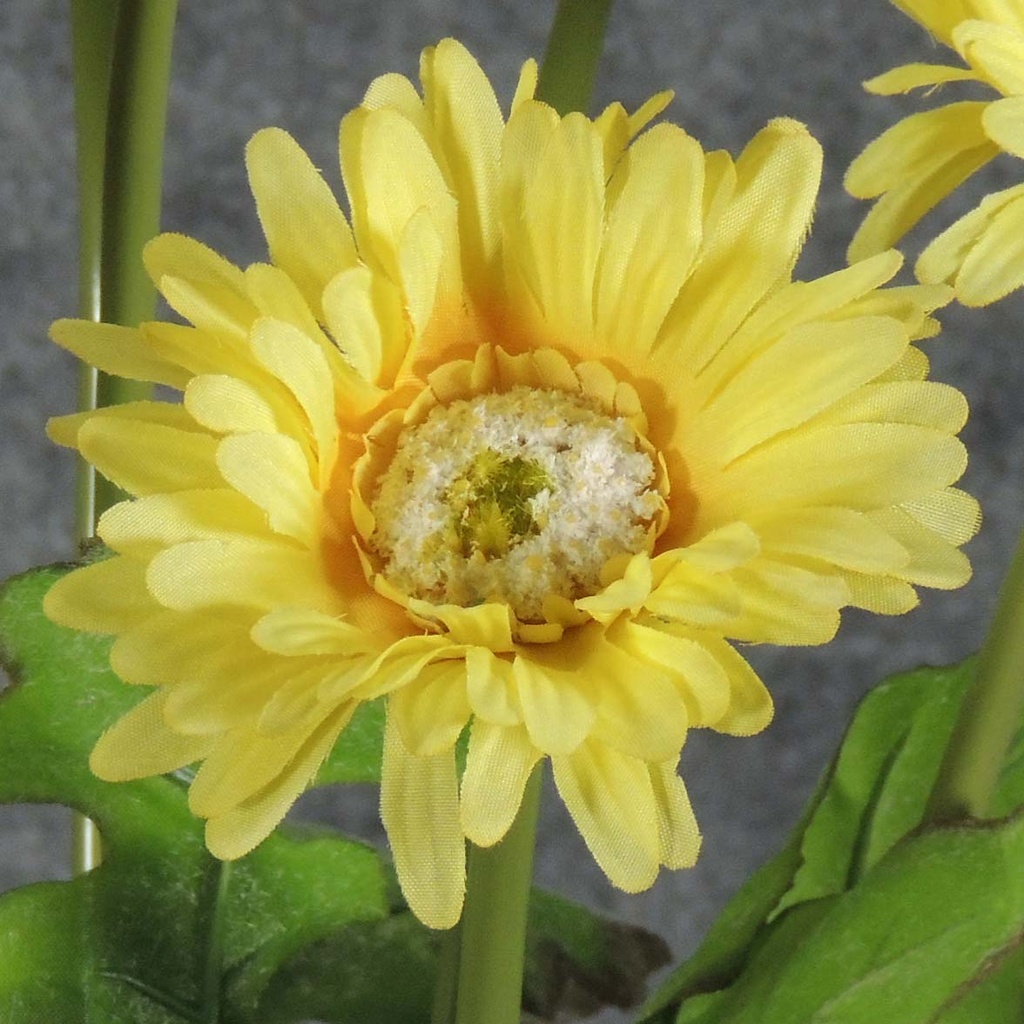 GERBERA DAISY  BUSH X10 YELLOW