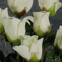 ROSE BUD BUSH X 14  CREAM