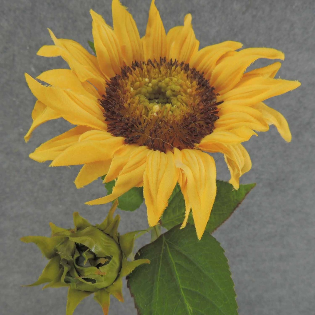 SUNFLOWER 20" STEM 6" BLM + BUD
