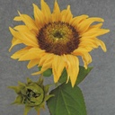 SUNFLOWER 20" STEM 6" BLM + BUD