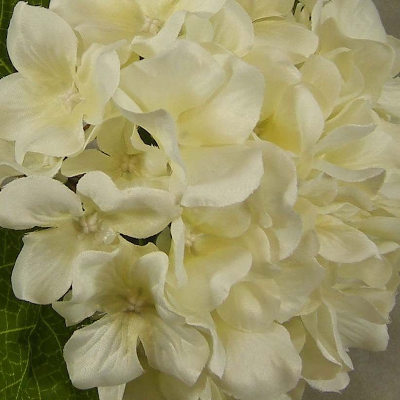 HYDRANGEA SATIN (3/BUNDLE)  CREAM