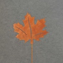 MAPLE LEAF PICK WOOD 12.5"