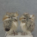 OWL PAIR 5" BROWN