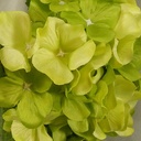 HYDRANGEA SATIN (3/BUNDLE)  GREEN