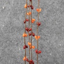 PIP BERRY GARLAND 9'  RED/ORANGE