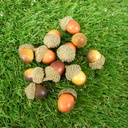 ACORNS IN BAG 1" (1 DZ/BAG)  ORANGE/YELLOW