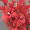 GLADIOLUS BUSH RED