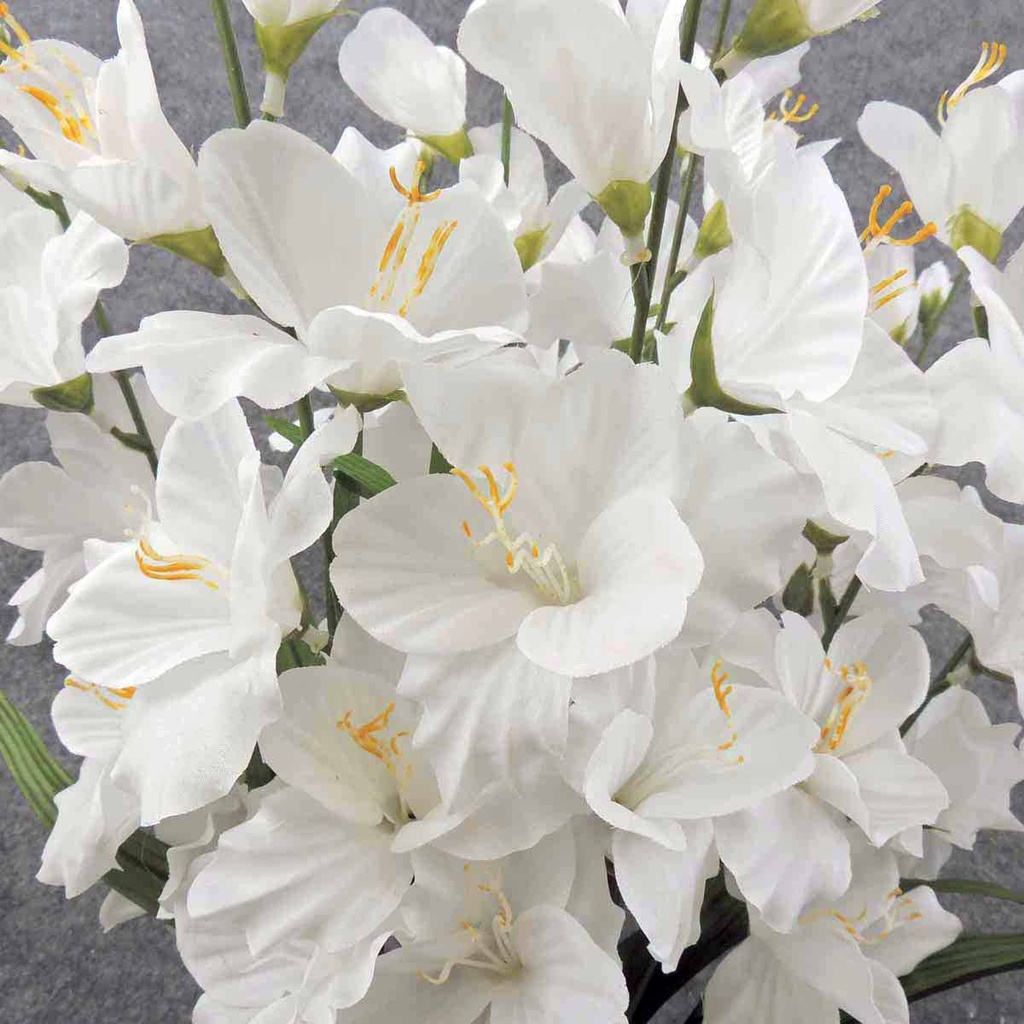 GLADIOLUS BUSH WHITE