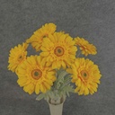 GERBERA DAISY BUSH X8 FLK/STEM 18" YELLOW