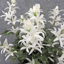 LILY MINI BUSH WHITE