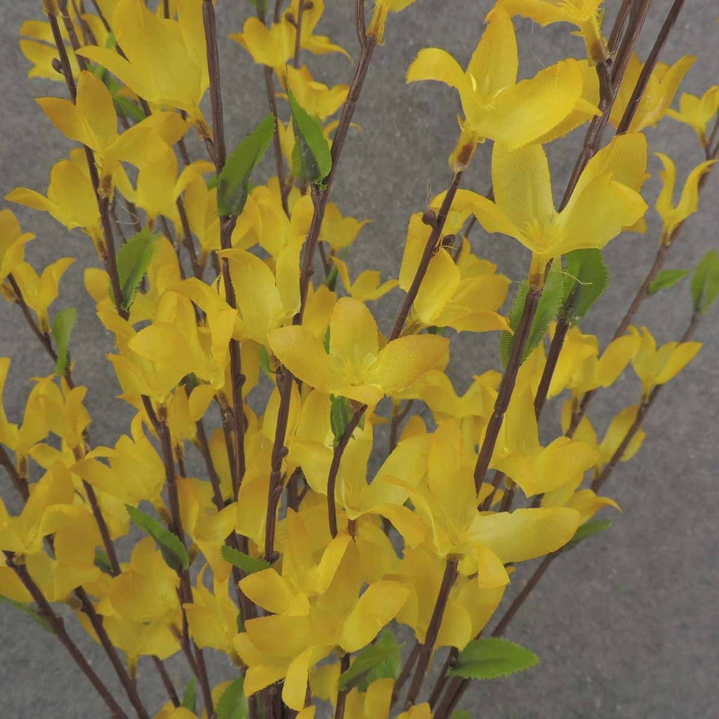 FORSYTHIA BUSH X7 30" YELLOW 