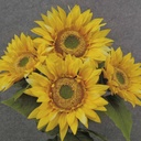 SUNFLOWER BUSH X5 19" YELLOW 