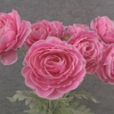 RANUNCULUS BUSH X8 FLK/STEM 18"  PINK