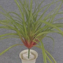 GRASS BUSH 20" PLASTIC  RED/GREEN